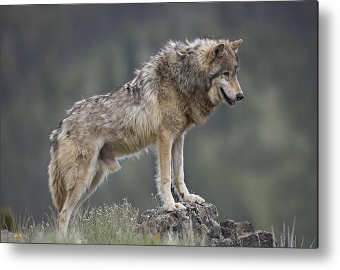 Feb0514 Metal Print featuring the photograph Gray Wolf North America #4 by Tim Fitzharris