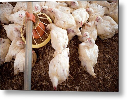 Nobody Metal Print featuring the photograph Hens Feeding From A Trough #4 by Aberration Films Ltd