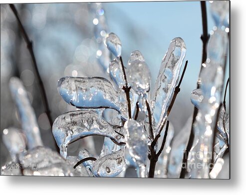 Mccombie Metal Print featuring the photograph Ice Storm Snowball Bush #4 by J McCombie