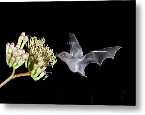 Agavaceae Metal Print featuring the photograph Mexican Long-tongued Bat #4 by Craig K. Lorenz