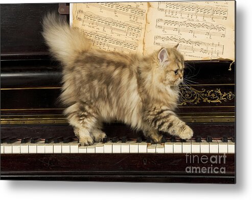 Cat Metal Print featuring the photograph Persian Cat #4 by Jean-Michel Labat