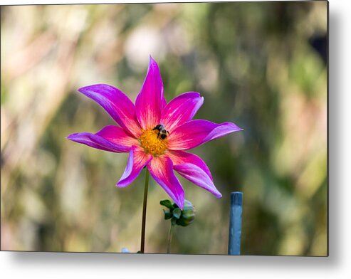 Bee Metal Print featuring the photograph Pink flower and bee #4 by Susan Jensen