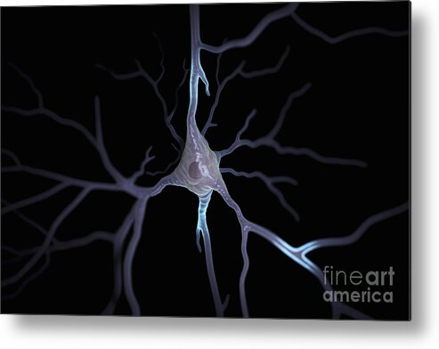 Anatomical Model Metal Print featuring the photograph Pyramidal Neuron #4 by Science Picture Co