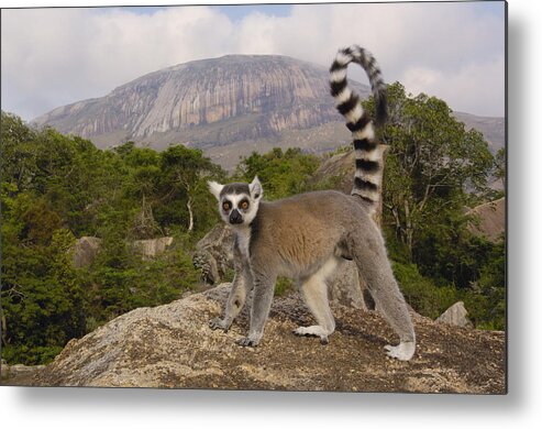 Feb0514 Metal Print featuring the photograph Ring-tailed Lemur Madagascar #4 by Pete Oxford