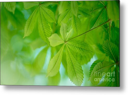 Conker Metal Print featuring the photograph Spring Green #4 by Nailia Schwarz