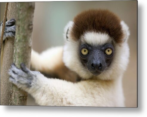 00621033 Metal Print featuring the photograph Verreauxs Sifaka in Berenty by Cyril Ruoso