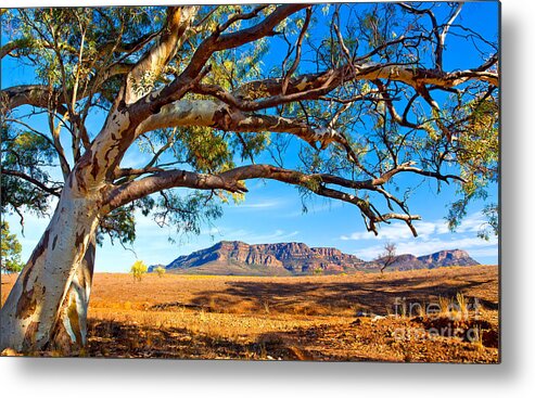 Wilpena Pound Flinders Ranges South Australia Outback Landscape Metal Print featuring the photograph Wilpena Pound by Bill Robinson