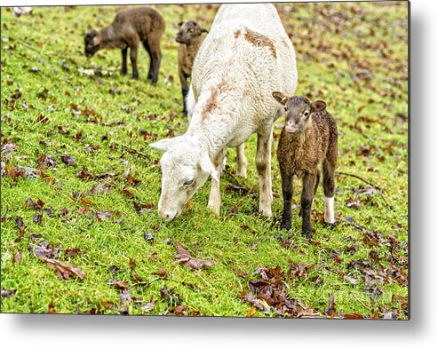 Lamb Metal Print featuring the photograph Winter Lambs and Ewe #4 by Thomas R Fletcher