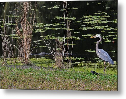  Metal Print featuring the photograph 44- Alligator - Great Blue Heron by Joseph Keane