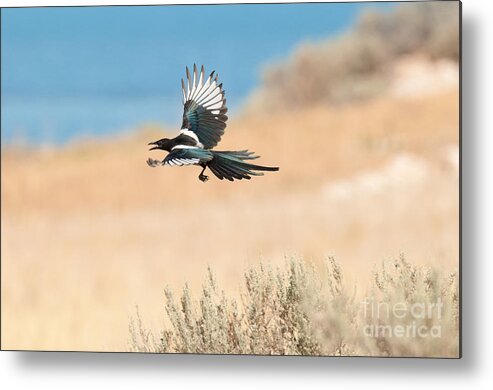 Bird Metal Print featuring the photograph Black-billed Magpie #3 by Dennis Hammer