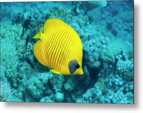 One Animal Metal Print featuring the photograph Butterflyfish #5 by Georgette Douwma