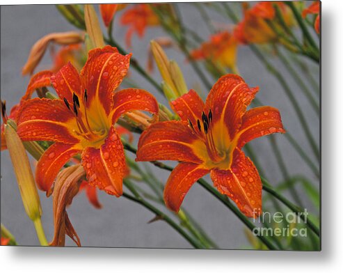 Day Lilly Metal Print featuring the photograph Day Lilly by William Norton