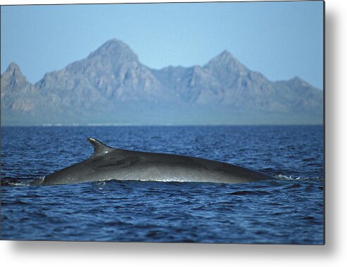 Feb0514 Metal Print featuring the photograph Fin Whale In Sea Of Cortez #5 by Tui De Roy