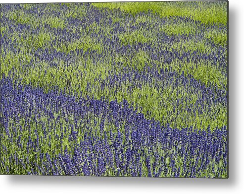 Agriculture Metal Print featuring the photograph Lavendar field rows of white and purple flowers #5 by Jim Corwin