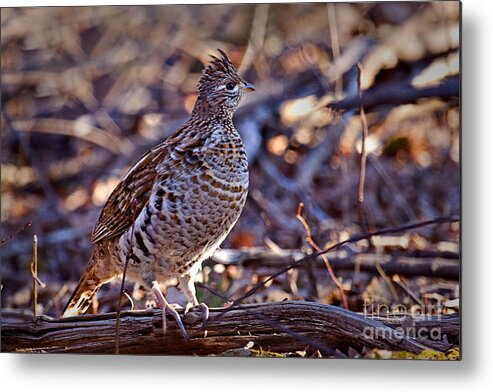 Bedford Metal Print featuring the photograph Ruffed Grouse by Ronald Lutz