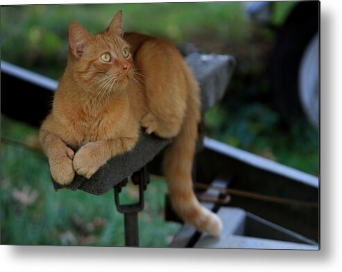 Orange Cat Metal Print featuring the photograph 5-Toe'd Orange Cat of the Marina by David Dufresne
