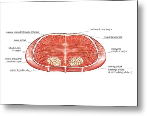 Anatomy Metal Print featuring the photograph Tongue #5 by Asklepios Medical Atlas