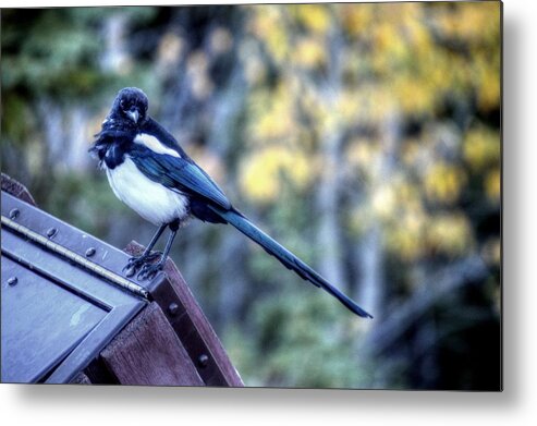 Banff Alberta Canada Metal Print featuring the photograph Banff Alberta Canada #57 by Paul James Bannerman