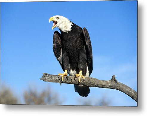 Accipitridae Metal Print featuring the photograph Bald Eagle #6 by Jeffrey Lepore