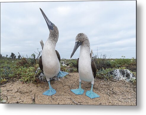 531676 Metal Print featuring the photograph Blue-footed Booby Courtship Dance #6 by Tui De Roy