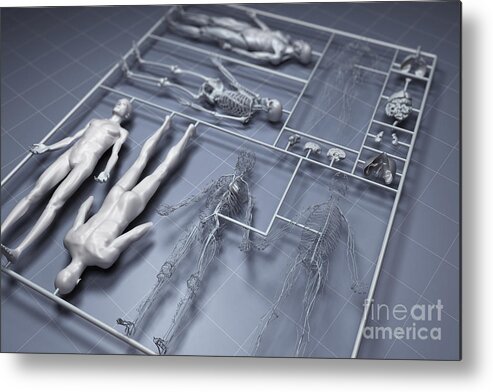 Gray Background Metal Print featuring the photograph Human Cloning #6 by Science Picture Co