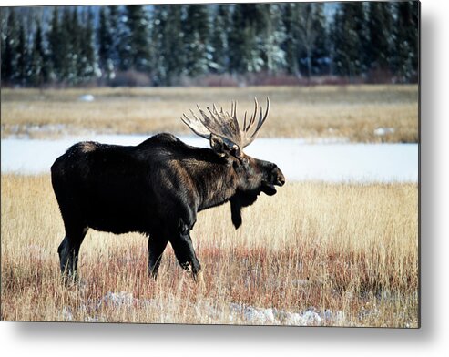 Grass Metal Print featuring the photograph Moose, Alces Alces #6 by Mark Newman