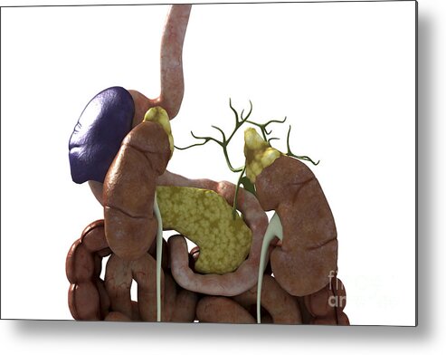 Organs Metal Print featuring the photograph The Renal System #6 by Science Picture Co
