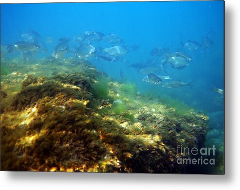Water Metal Print featuring the photograph White bream. #2 by Alexandr Malyshev