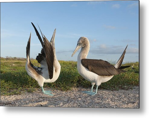 531712 Metal Print featuring the photograph Blue-footed Booby Pair Courting #7 by Tui De Roy