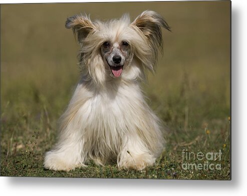 Chinese Crested Metal Print featuring the photograph Chinese Crested Dog #7 by Jean-Michel Labat