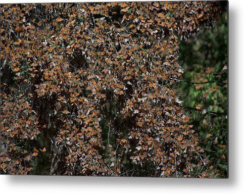 Animals Metal Print featuring the digital art Monarch Butterflies #7 by Carol Ailles