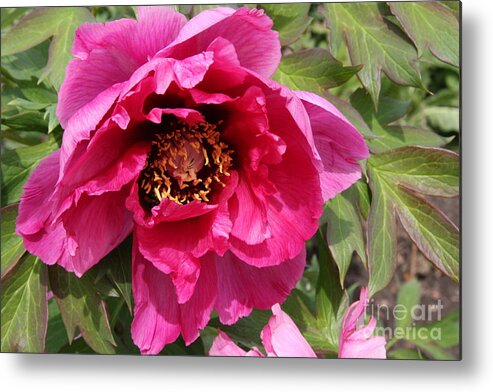 Peonies Metal Print featuring the photograph Pink Peony #1 by Christiane Schulze Art And Photography
