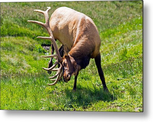 Bull Metal Print featuring the photograph Wapiti Elk in Rocky Mountain National Park #7 by Fred Stearns