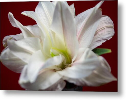 White Lilly Metal Print featuring the photograph White Lilly #7 by Susan Jensen