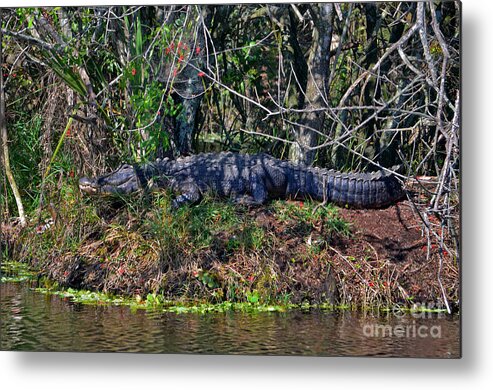  Metal Print featuring the photograph 8- Alligator by Joseph Keane