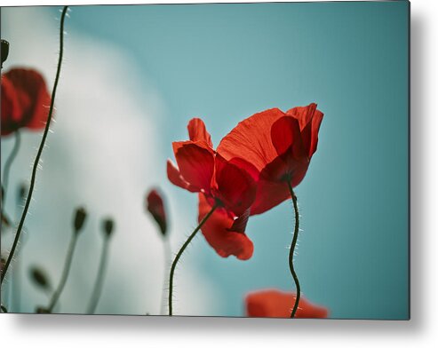 Poppy Metal Print featuring the photograph Poppy Meadow #8 by Nailia Schwarz