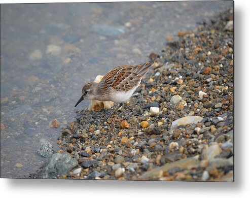 Birds Metal Print featuring the photograph Semipalmated Sandpiper #3 by James Petersen