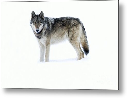 Gray Wolf Metal Print featuring the photograph 820F of the Lamar Canyon Pack by Deby Dixon