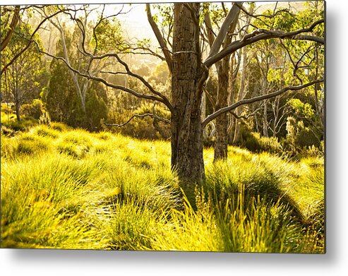 Autumn Metal Print featuring the photograph A Bare Tree by U Schade