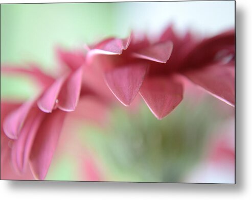 Flower Metal Print featuring the photograph A Beautiful Whisper by Melanie Moraga