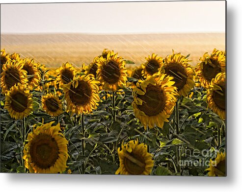 Flowers Metal Print featuring the photograph A Chance of Showers by Jim Garrison