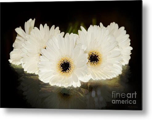 Vintage Metal Print featuring the photograph A Cluster of White Gerber Daisies by Mary Jane Armstrong