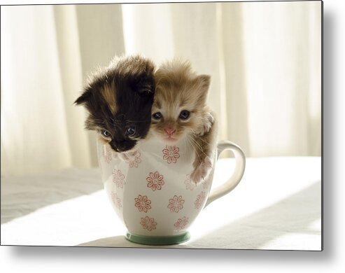 Cute Metal Print featuring the photograph A cup of cuteness by Spikey Mouse Photography
