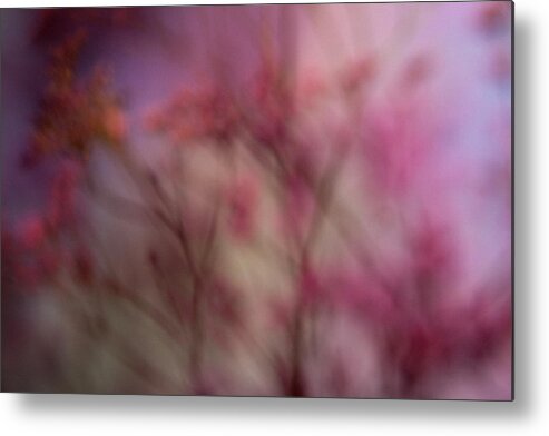 Purple Metal Print featuring the photograph A Defocused Bunch Of Pink Statice by Halfdark