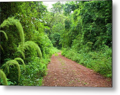 Tranquility Metal Print featuring the photograph A Dirt Road Leads Deep Into The by Brian Phillpotts