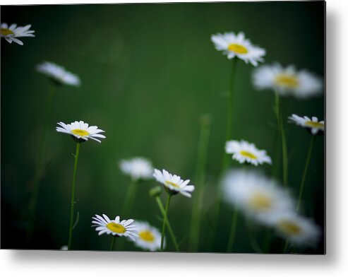 Daisies Metal Print featuring the photograph A Field Of Daisies by Shane Holsclaw