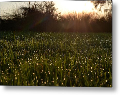 Grass Metal Print featuring the photograph A Field of Jewels by Melanie Moraga