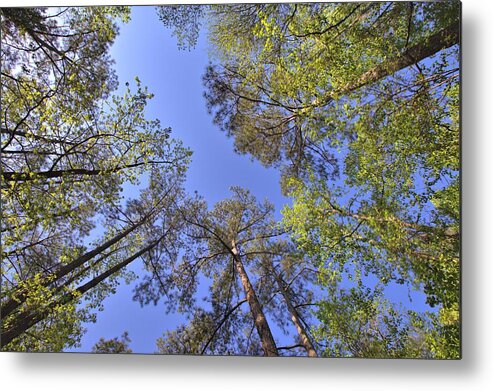 8272 Metal Print featuring the photograph A Forest Sky by Gordon Elwell