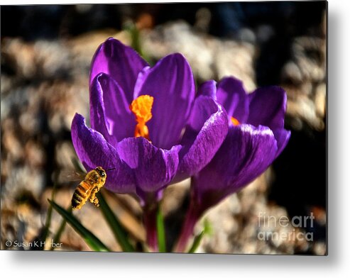 Flower Metal Print featuring the photograph A Look From The Left by Susan Herber