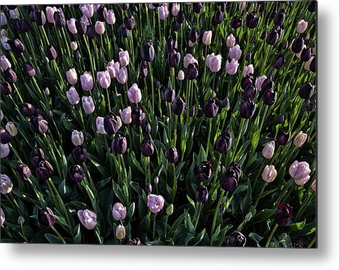 Tulip Metal Print featuring the photograph A Loverly Bunch by Monte Arnold